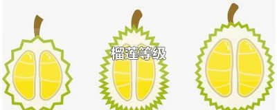a级榴莲和b级榴莲区别 榴莲a级和3a级区别