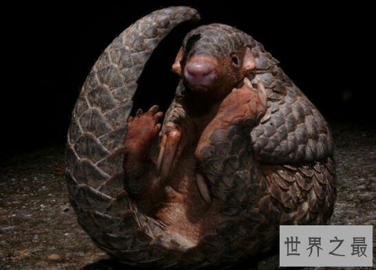 森林卫士中华穿山甲，比大熊猫还珍贵的稀有物种