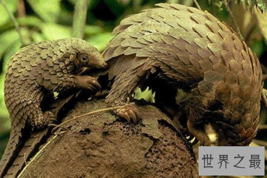 森林卫士中华穿山甲，比大熊猫还珍贵的稀有物种