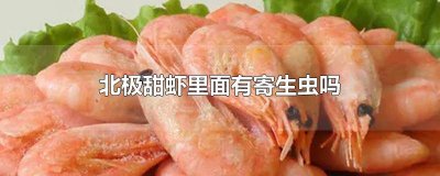 北极虾有虫子 北极虾可以生吃吗会不会有寄生虫