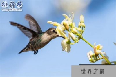 世界上最小的鸟类:体重没有一毛钱硬币重