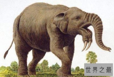 大象的鼻祖,牙齿长在下巴上的恐象