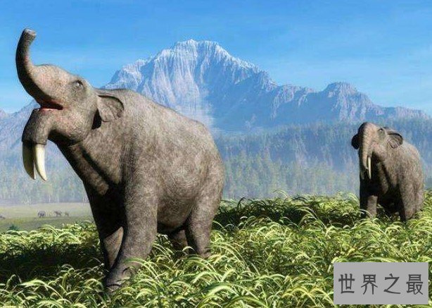 大象的鼻祖,牙齿长在下巴上的恐象