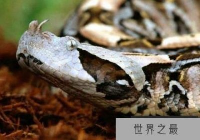 加蓬咝蝰PK眼镜王蛇,毒牙长5厘米的加蓬咝蝰更胜一筹