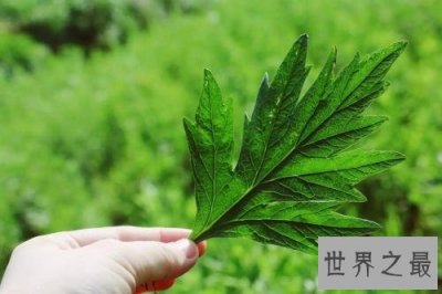 蛇怕什么,这些东西就是蛇的终极克星!