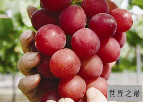 世界上最贵的葡萄,浪漫红宝石葡萄价格高达110万日元