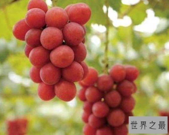 世界上最贵的葡萄,浪漫红宝石葡萄价格高达110万日元