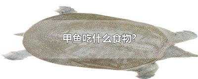 甲鱼吃什么食物啊视频 甲鱼吃什么食物啊图片
