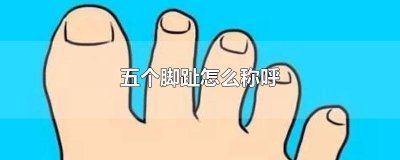 脚趾的五个脚趾的名称 五个脚趾怎么说