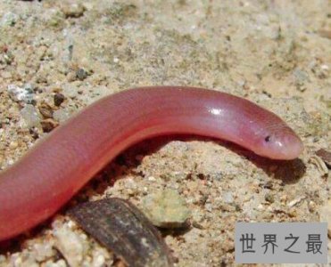 世界上长相最奇特的蛇,巴西盲蛇