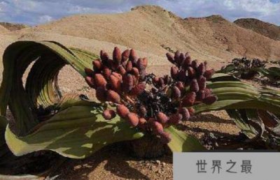 世界上最抗旱的植物:奇异威灵仙,耐旱力强,寿命可达千年