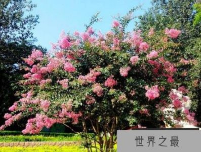 世界上最怕痒的树紫薇树,紫薇花会发出吱吱的笑声