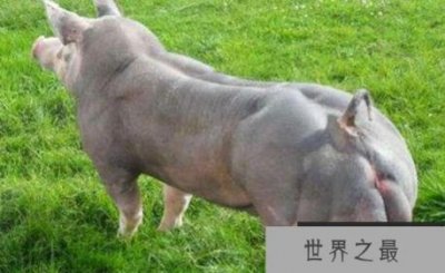 世界上最强壮的猪:杜洛克猪身体一半是肌肉