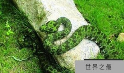 世界上最大的毒蛇:莽山烙铁头,重20公斤的超大蛇