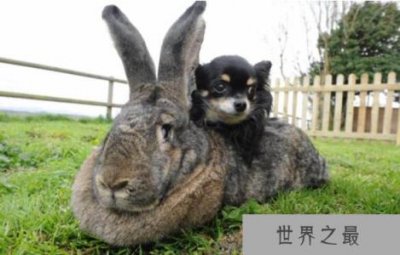 世界上最大的兔子:大流士兔子,体长1.22米且食量惊人