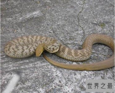 世界上最恐怖的巴西蛇岛,全岛都是蛇