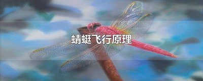 蜻蜓飞行原理 视频讲解大全 蜻蜓的翅膀飞行原理