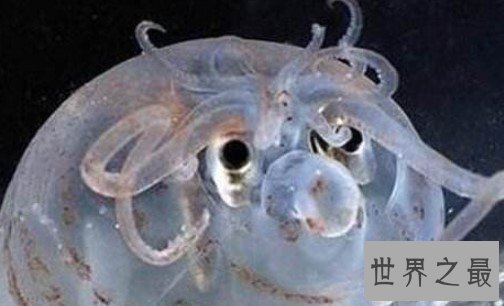 世界上最可爱的章鱼,面部是猪猪型的小猪章鱼