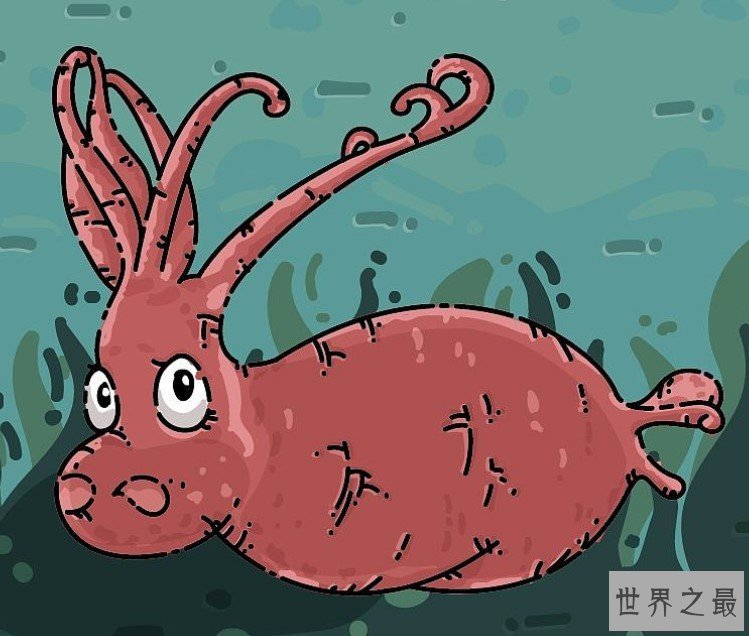 世界上最可爱的章鱼,面部是猪猪型的小猪章鱼