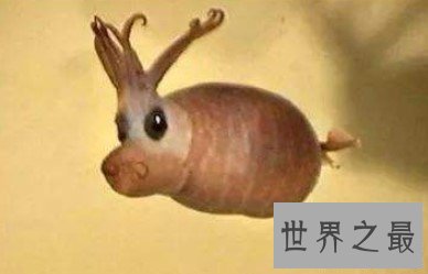 世界上最可爱的章鱼,面部是猪猪型的小猪章鱼