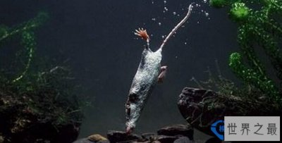 世界上最小的哺乳动物——小型鼩鼱