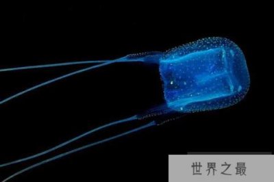 世界十大最毒的动物盘点 盒水母三十秒致人死亡