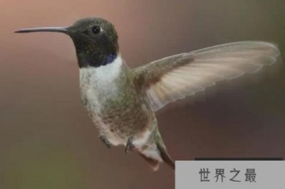 10大最可爱的鸟,世界上最小的鸟排第一,第二仅分布在澳大利亚