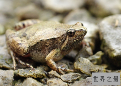 世界上两栖动物中数量最多的青蛙,姬蛙(有65属超过300种)