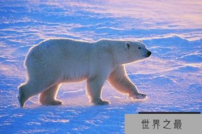 世界上现存陆地最大食肉动物:当属北极熊