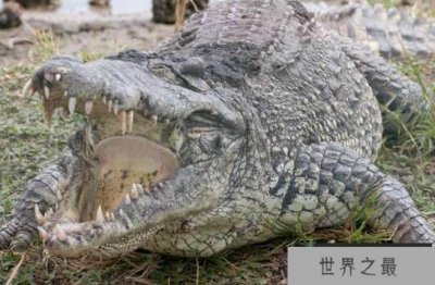 世界上最凶残的鳄鱼——湾鳄