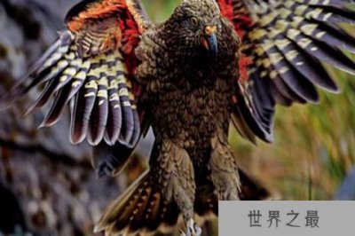 世界八大智商最高鹦鹉 非洲灰鹦鹉终生都在积累词汇量