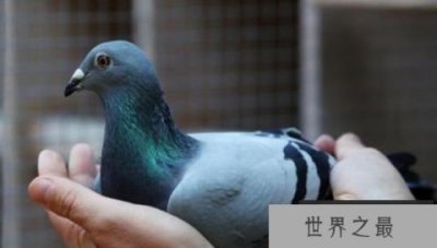 世界上最贵的赛鸽,比利时鸽子被拍出1030万元