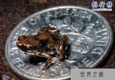 世界上最小的青蛙;没有一美分硬币大