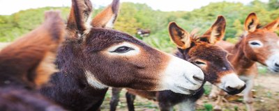 养驴挣钱为什么没人养 毛驴价格今日价