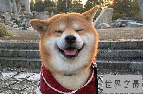 柴犬和秋田犬的区别看不出?速速看过来吧!