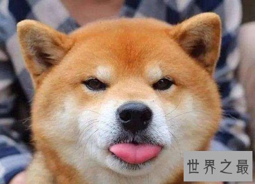 柴犬和秋田犬的区别看不出?速速看过来吧!