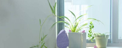 金边吊兰是什么 金边吊兰的养殖方法和注意事项四季常青竹