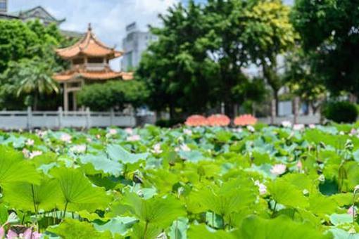 雨打小暑头,45天不耕牛是什么意思 45天指的是什么