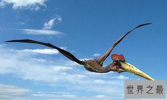 史上最大的飞行动物，风神翼龙能够捕杀霸王龙