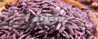 紫米是糯米吗? 紫米是糯米吗台湾饭团用的什么米