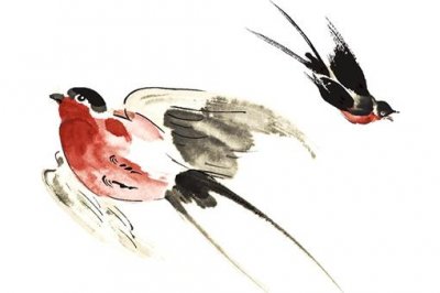 燕子窝一般住几年?什么情况下会弃窝?