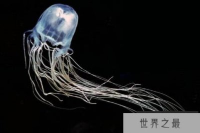 ​世界上最毒的动物前十，多种蛇类上榜，榜首致死时间30秒