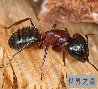 ​太吓人了 爆炸蚂蚁竟会为了同伴选择自爆和敌人同归于尽