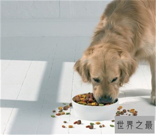 狗狗家长们快看过来,狗粮什么牌子好