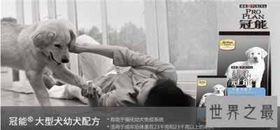 ​狗狗家长们快看过来，狗粮什么牌子好