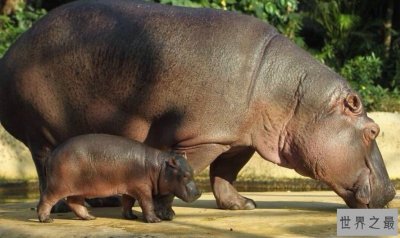 ​世界上最危险的动物，竟然如此可爱，不要被它的外表欺骗！