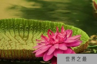 ​为什么称王莲为“莲中之王”？_王莲的叶子可以坐人
