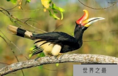 ​世界当中最有特色的鸟 马来犀鸟最独特(数量不稳定)