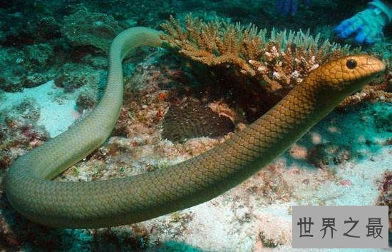世界上最毒的蛇贝尔彻海蛇长达3米 一口毒液杀死一千人