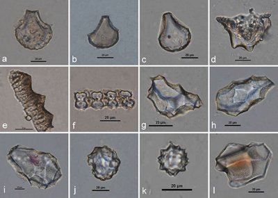 ​珠江三角洲地区发现直接测年最早的水稻大植物遗存——茶岭遗址